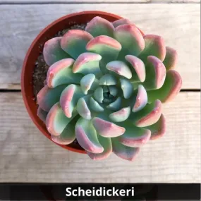 Pachyveria 'Scheideckeri' (Jeweled Crown) 4”
